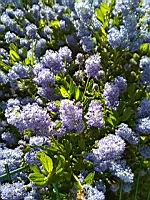 Blueblossom, Ceanothus thyrsiflorus (prise a Lens, P-de-C)(3)